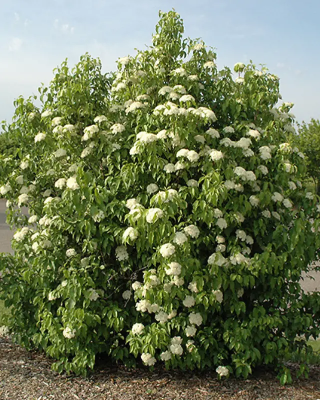 Viburnum Lentago (Nannyberry) *Tb* 1