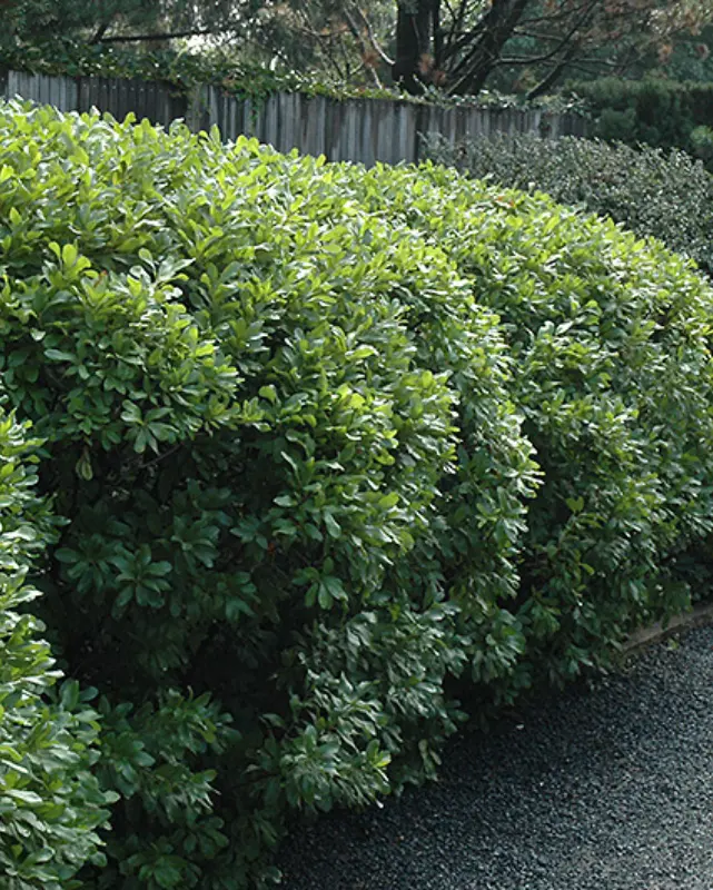 Myrica Pensylvanica (Northern Bayberry) *Tb* 1