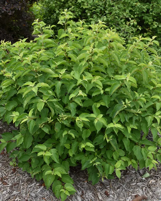 Cornus Amomum (Silky Dogwood) *Tb* 1