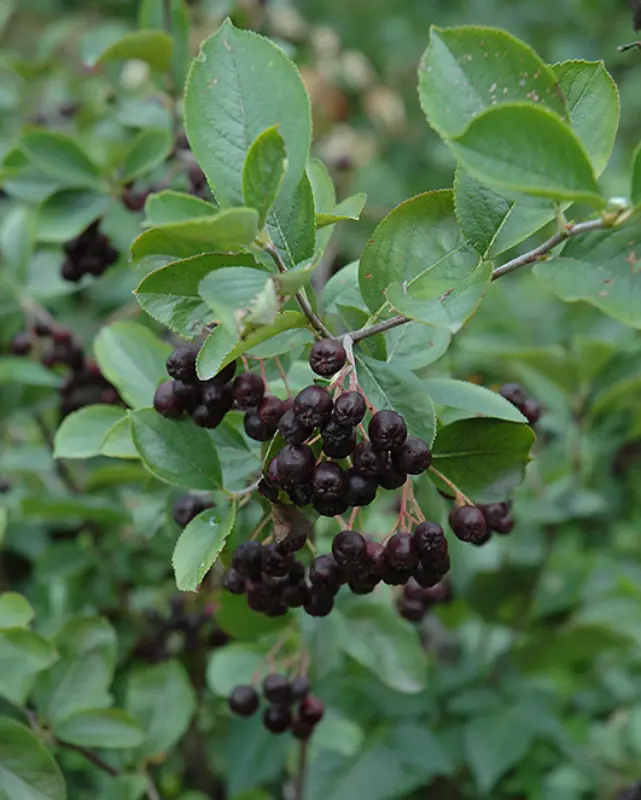 Aronia Melanocarpa (Black Chokeberry) *Tb* 1