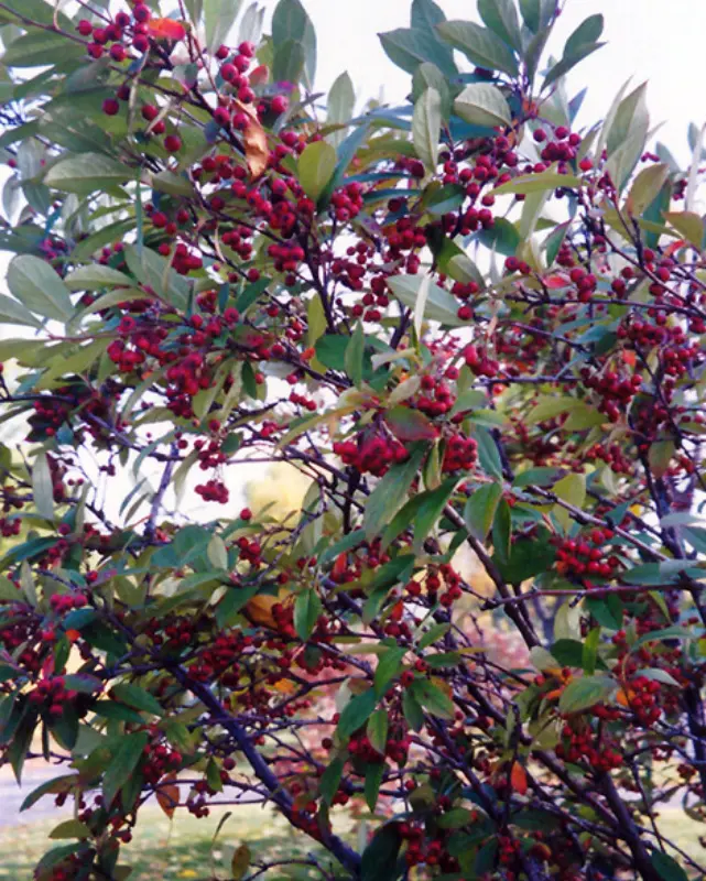 Aronia Arbutifolia (Red Chokeberry) *Tb* 1