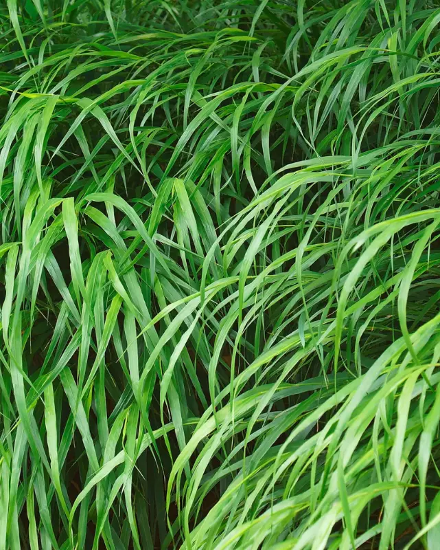 Grass - Hakonechloa Macra 'Beni Kaze' 1
