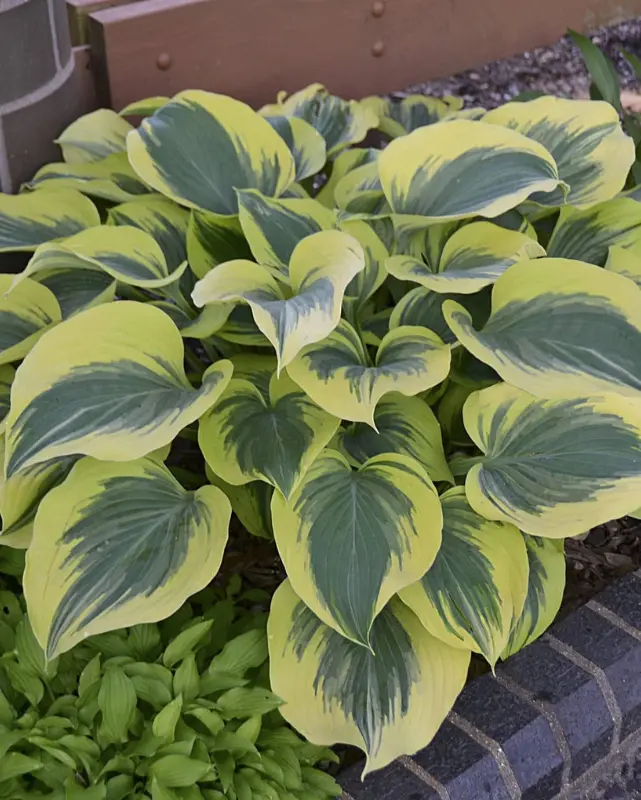 Hosta 'Liberty' 1