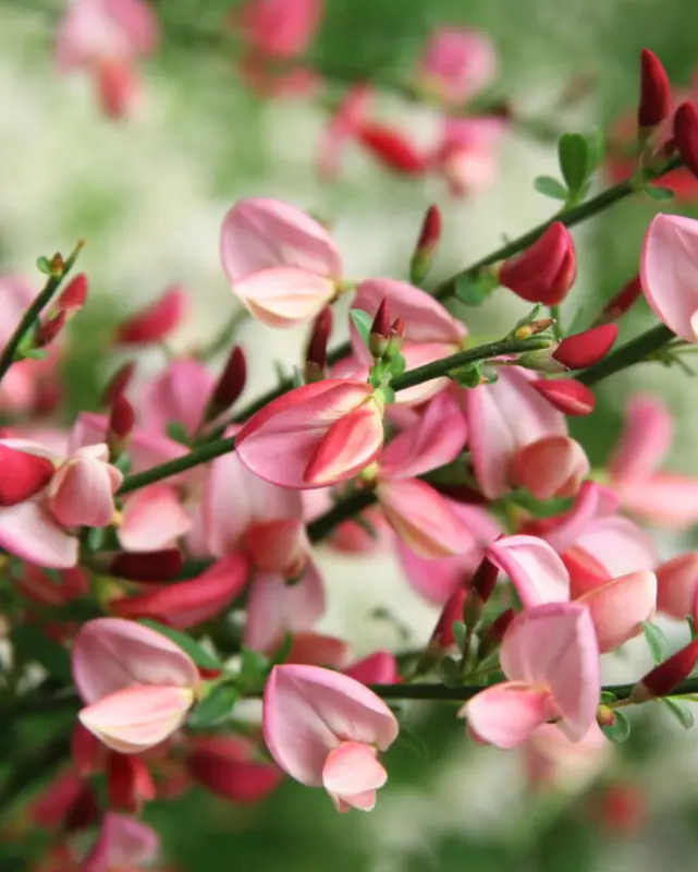 Cytisus Sister Rosie® (Pw) 1