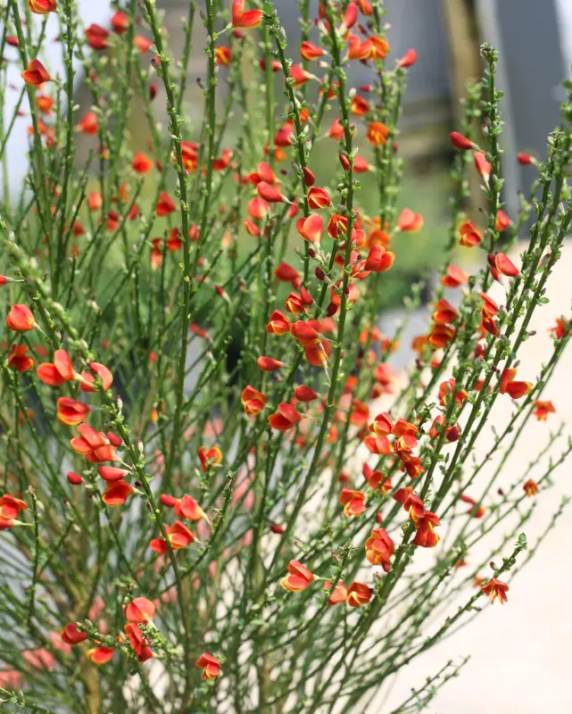 Cytisus Sister Redhead® (Pw) 1
