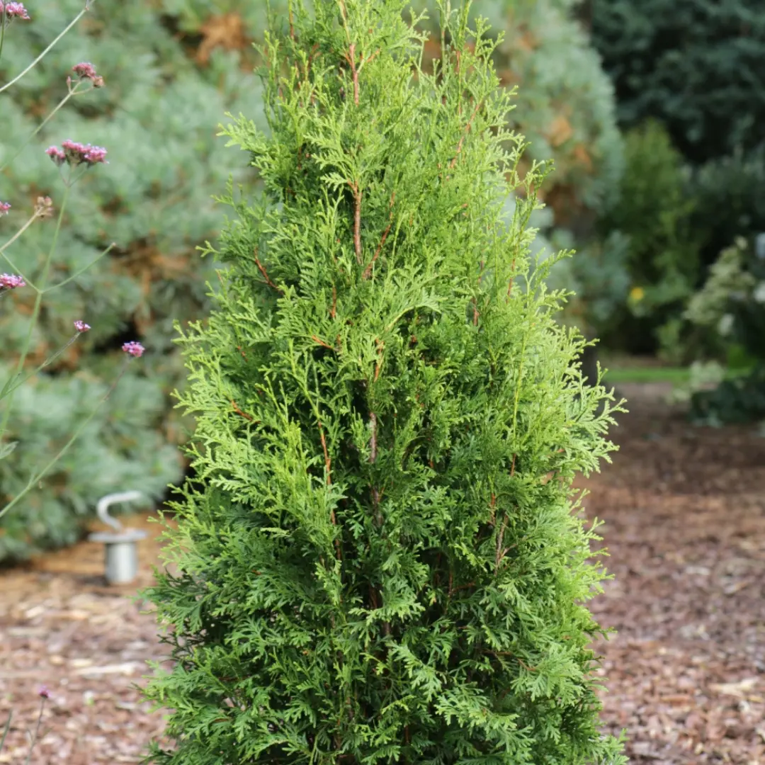 Thuja Occ. Private Jet™ (Bloomin' Easy) 1