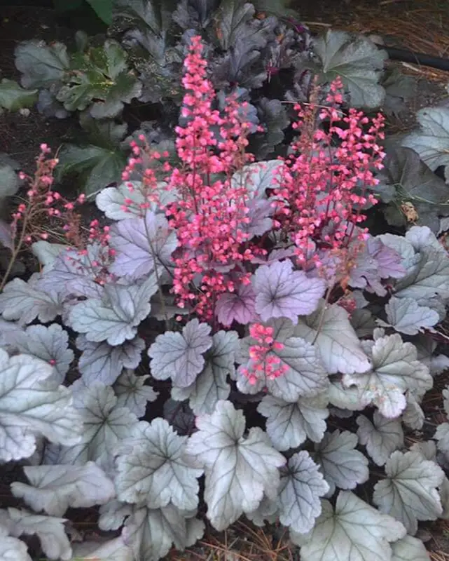 Heuchera Dolce® Silver Gumdrop Pw #1 1