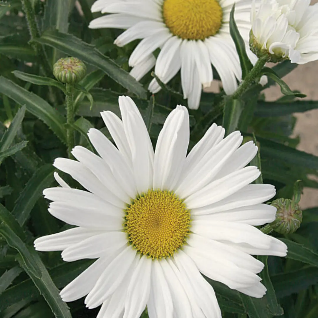 Leucanthemum Amazing Daisies® Daisy May Pw #2 1