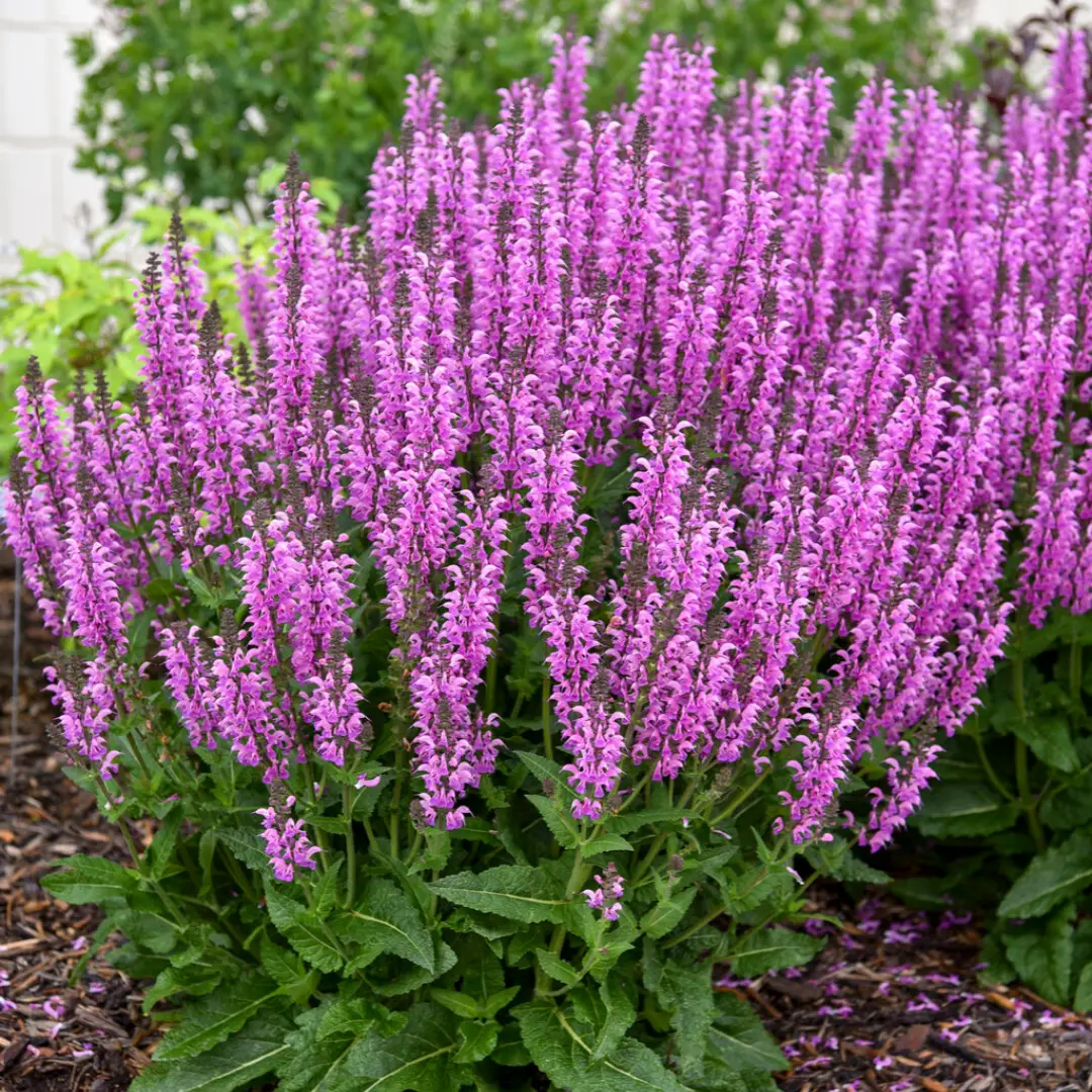 Salvia Color Spires® Back To The Fuschia #2 1