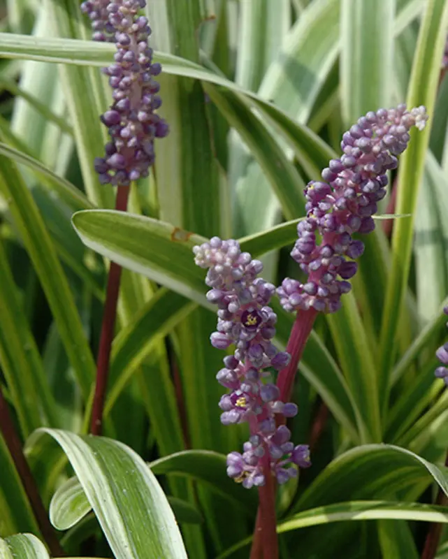 Grass - Liriope 'Variegated' 1