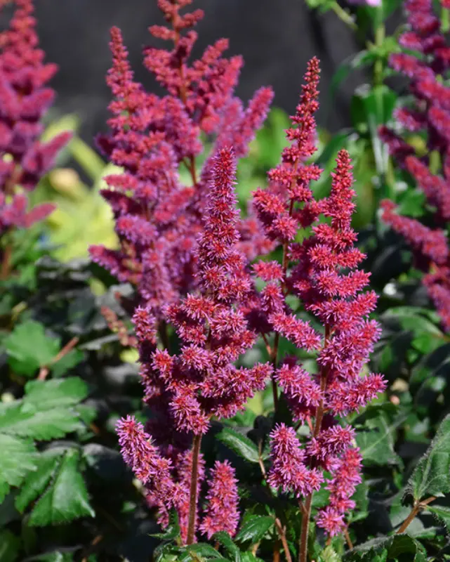 Astilbe 'Visions In Red' 1