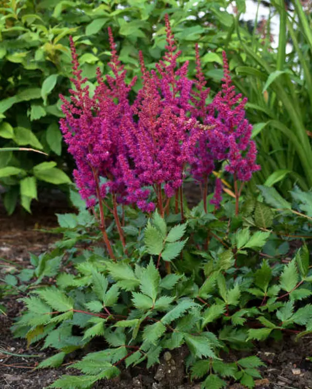 Astilbe 'Visions In Red' 2