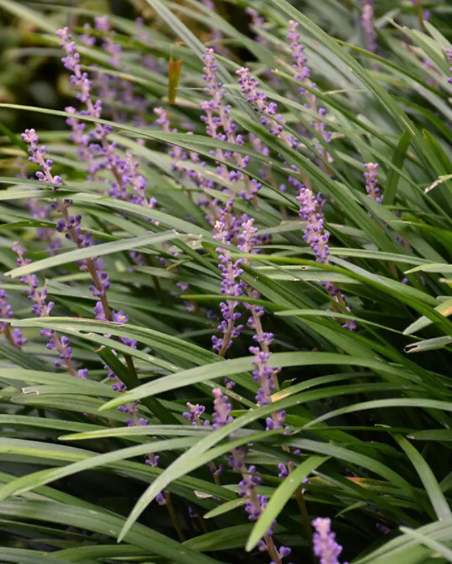 Grass - Liriope 'Big Blue' 1