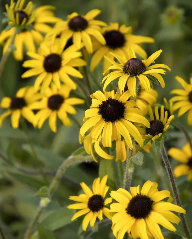 Rudbeckia 'American Gold Rush' #4C 1
