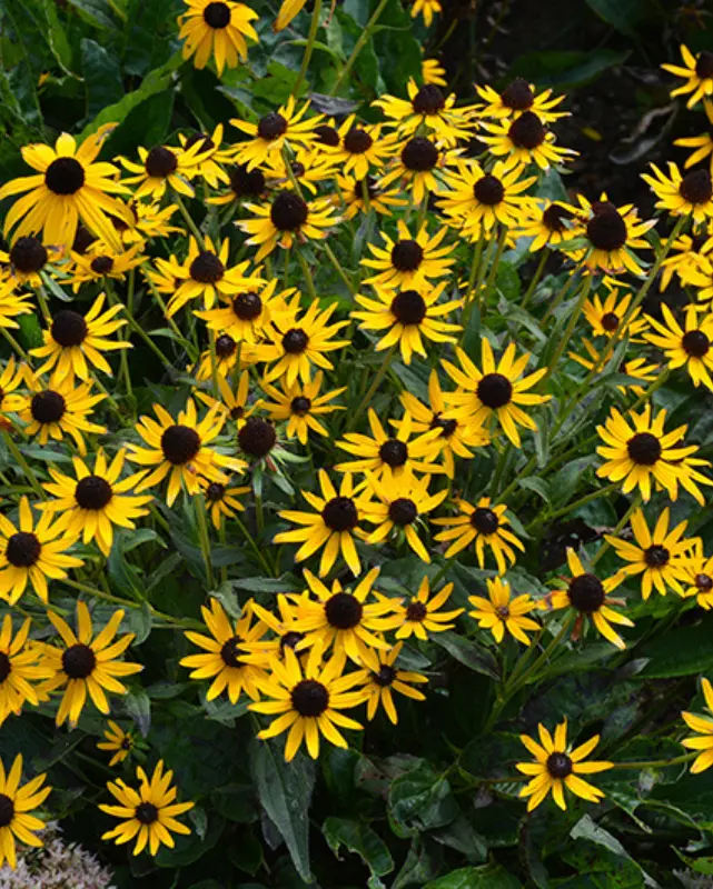 Rudbeckia Ful. 'Little Goldstar' #4C 1