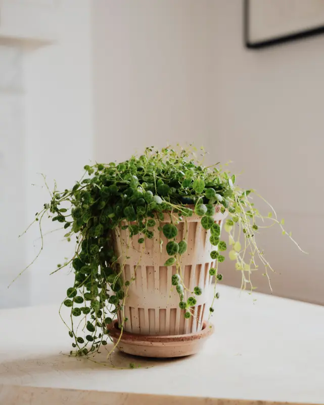 Bergs Pantheon Terracotta Pot, Rosa, 14Cm (5.5") 1