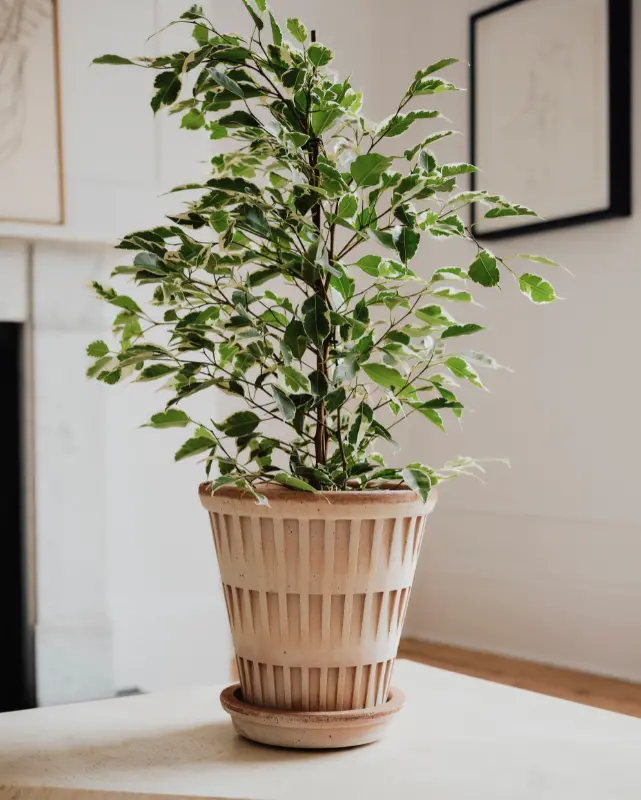 Bergs Pantheon Terracotta Pot, Rosa, 18Cm (7.1") 1
