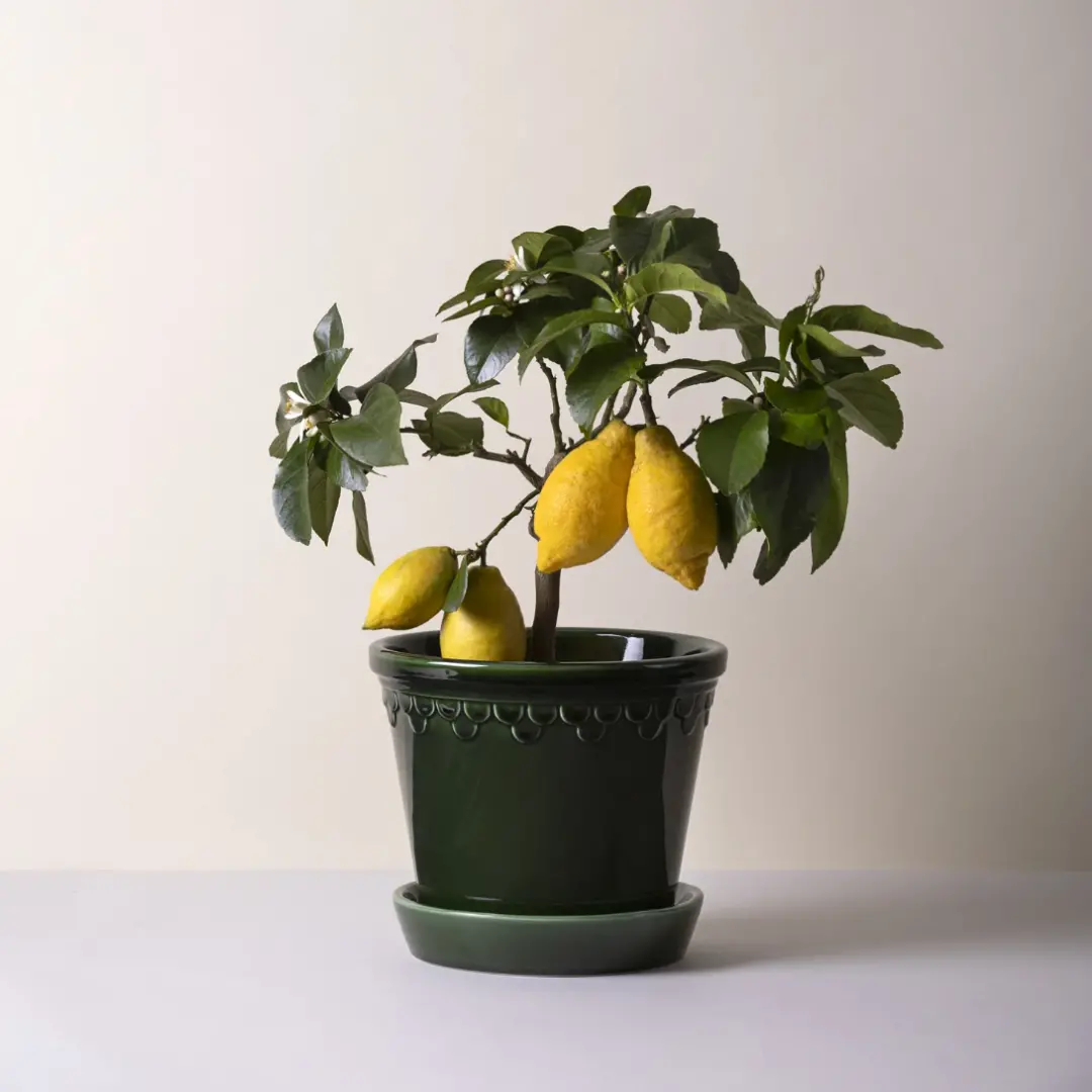 Bergs Københavner Glazed Pot, Green, 14Cm (5.5") 1