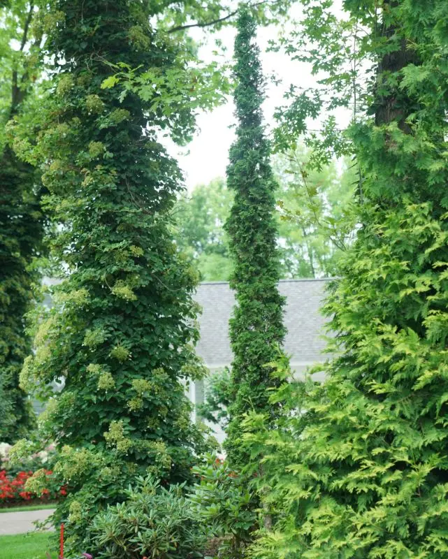 Thuja Occ. Sting™ (Pw) 1