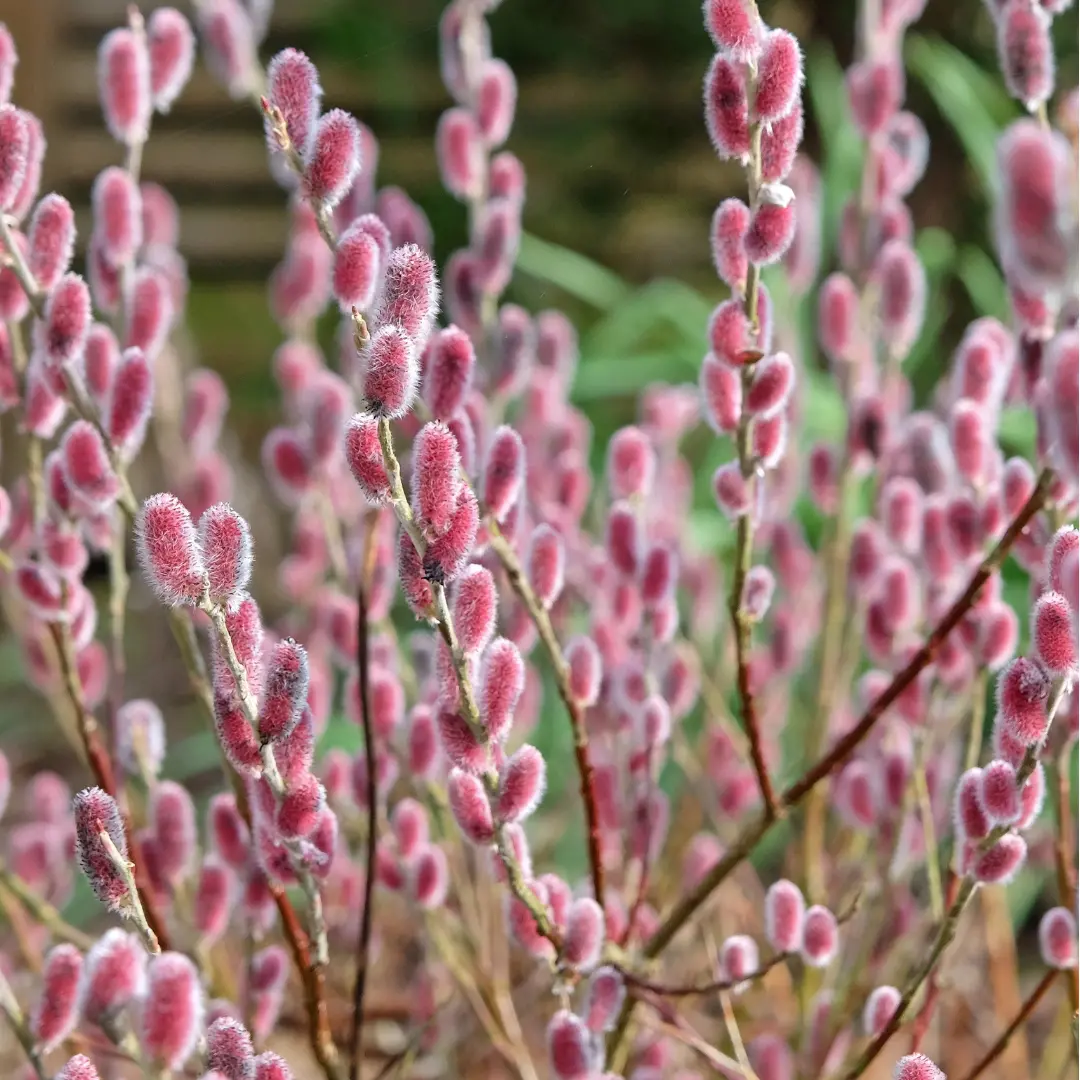 Salix Gra. 'Mt. Aso' #4C 1