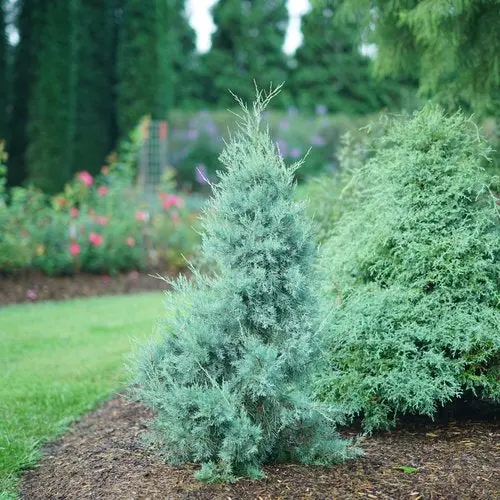 Juniperus Vir. Aquavita® #3C 1