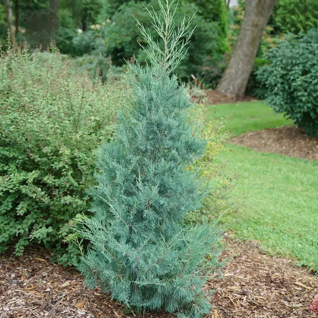 Juniperus Vir. Aquavita® #3C 2
