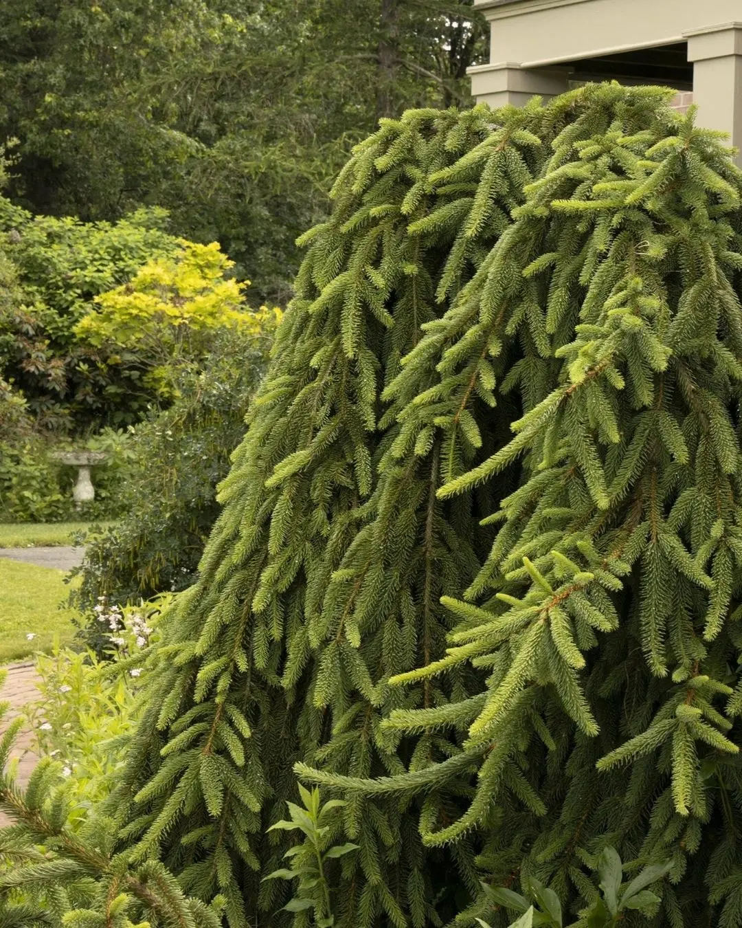 Weeping Norway Spruce #7 4' Cg 1