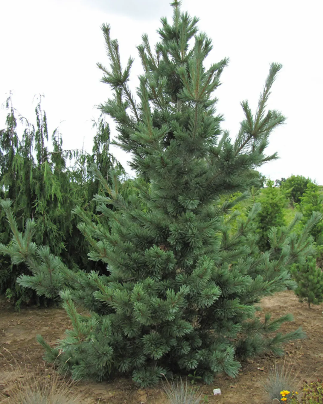 Cesarini Blue Pine #5 15"-18" Cg 1
