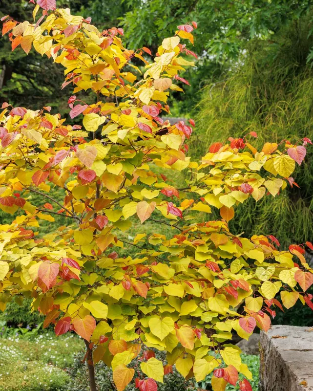 Cercis Can. Flame Thrower® #10C 1