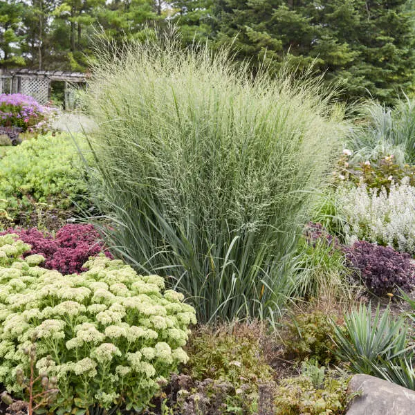 Panicum Virgatum Prairie Winds® Totem Pole 1