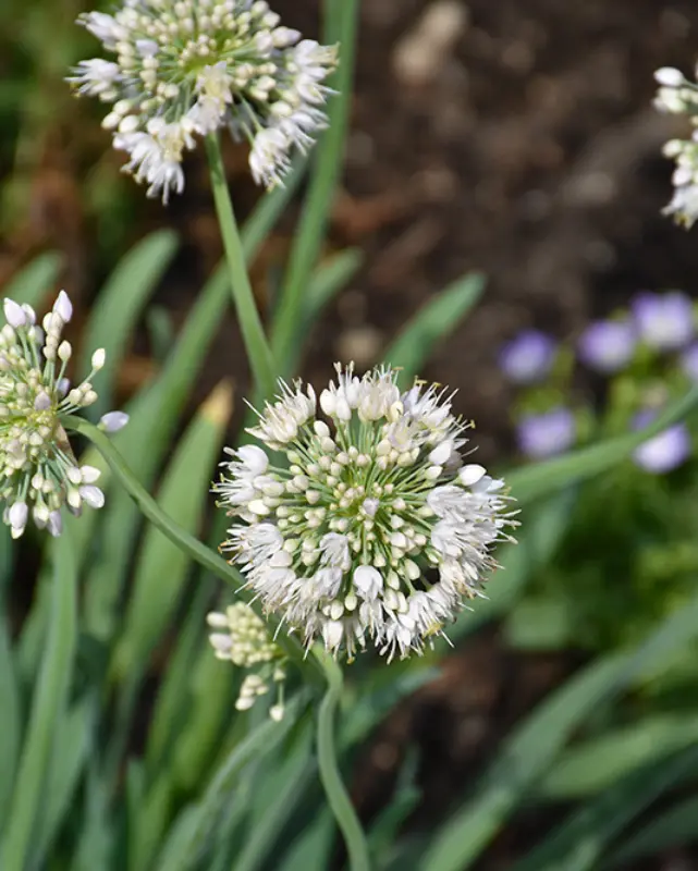 Allium  Bobblehead #1 1