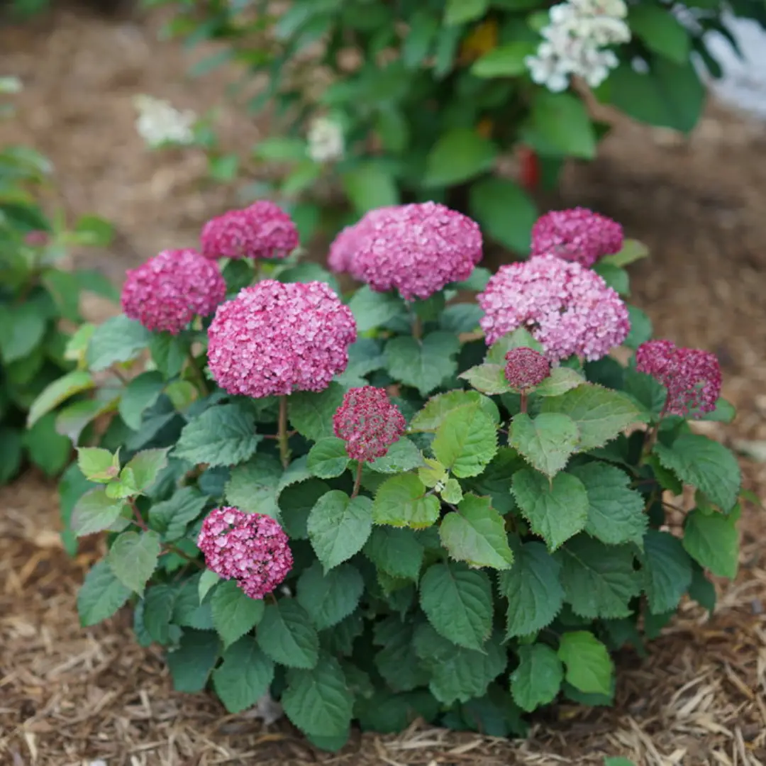 Hydrangea Arb. 'Invincibelle Mini Mauvette' (Pw) 1
