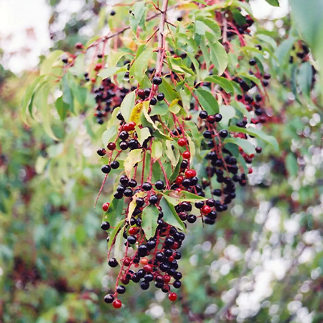 Prunus Serotina (Black Cherry) *Tb* 1