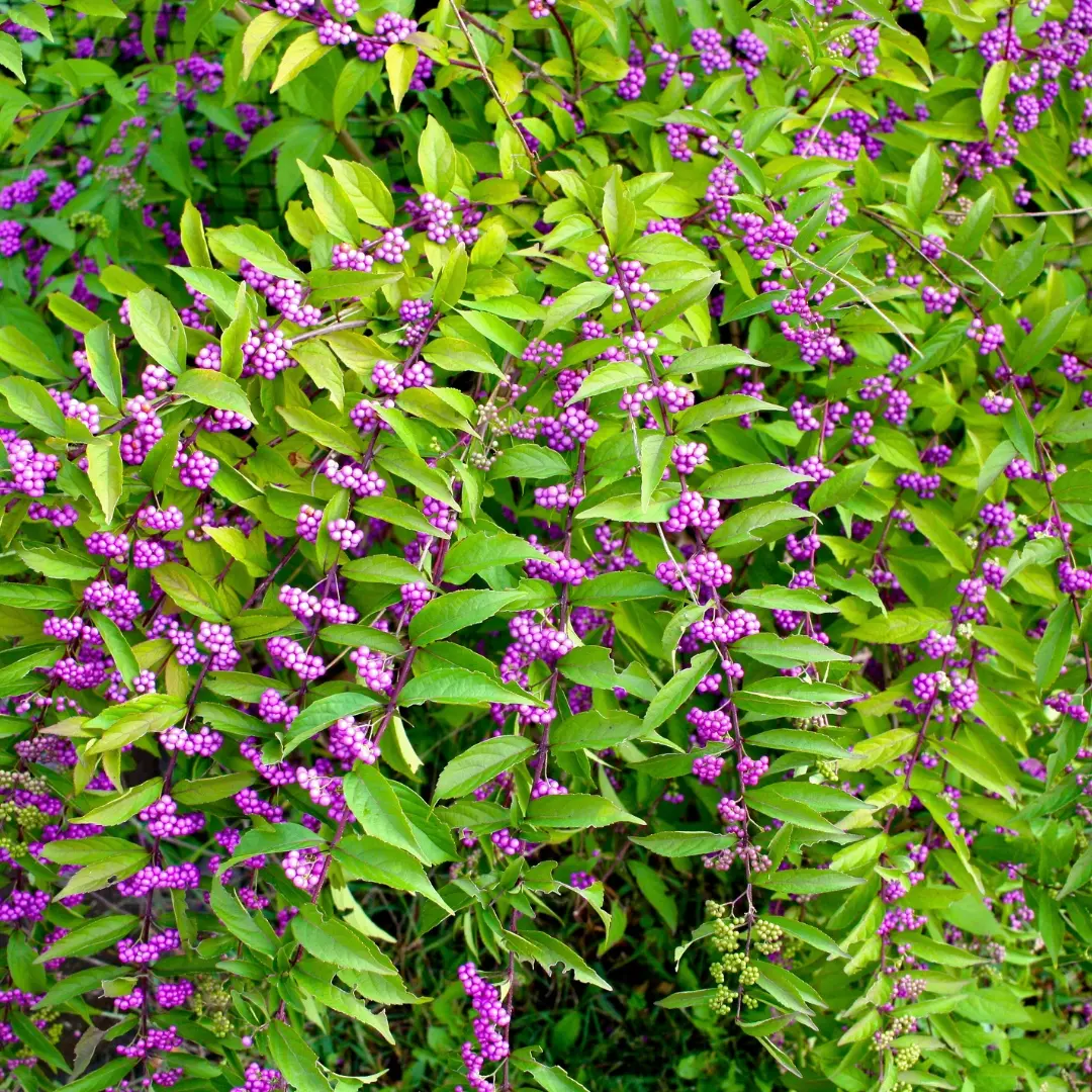 Callicarpa Americana (American Beautyberry) *Tb* 1