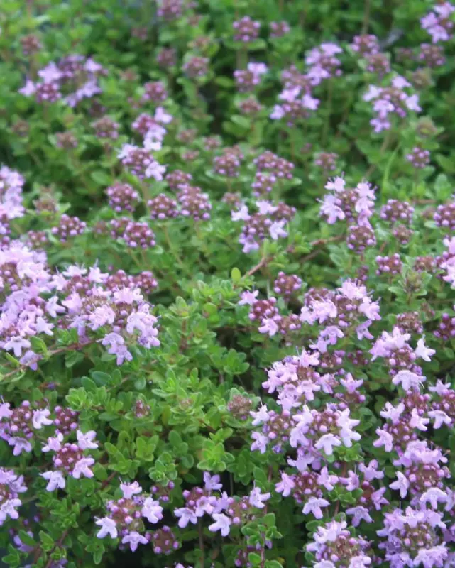 Thymus Serp. - Mother Of Thyme 1