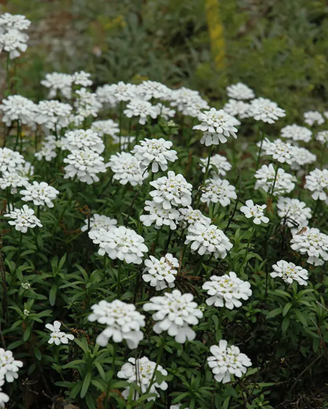 Iberis 'Purity' 1
