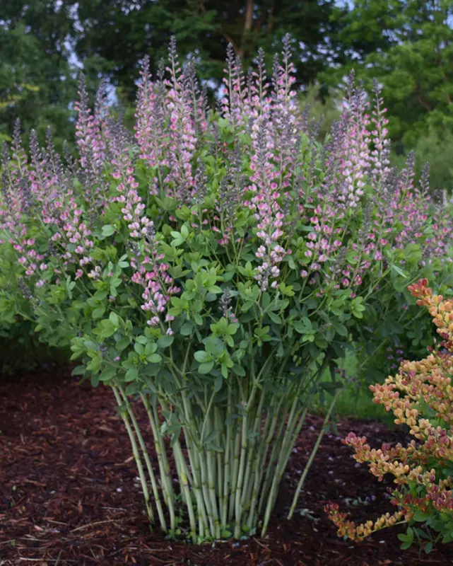 Baptisia 'Pink Truffles' (Pw) 1