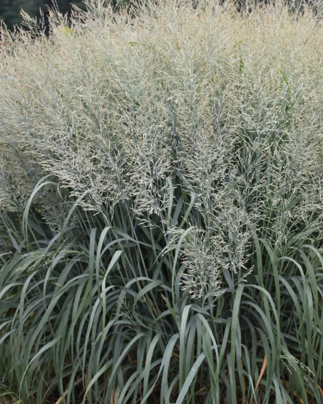 Panicum Virgatum Prairie Winds® Niagara Falls Pw #3 1