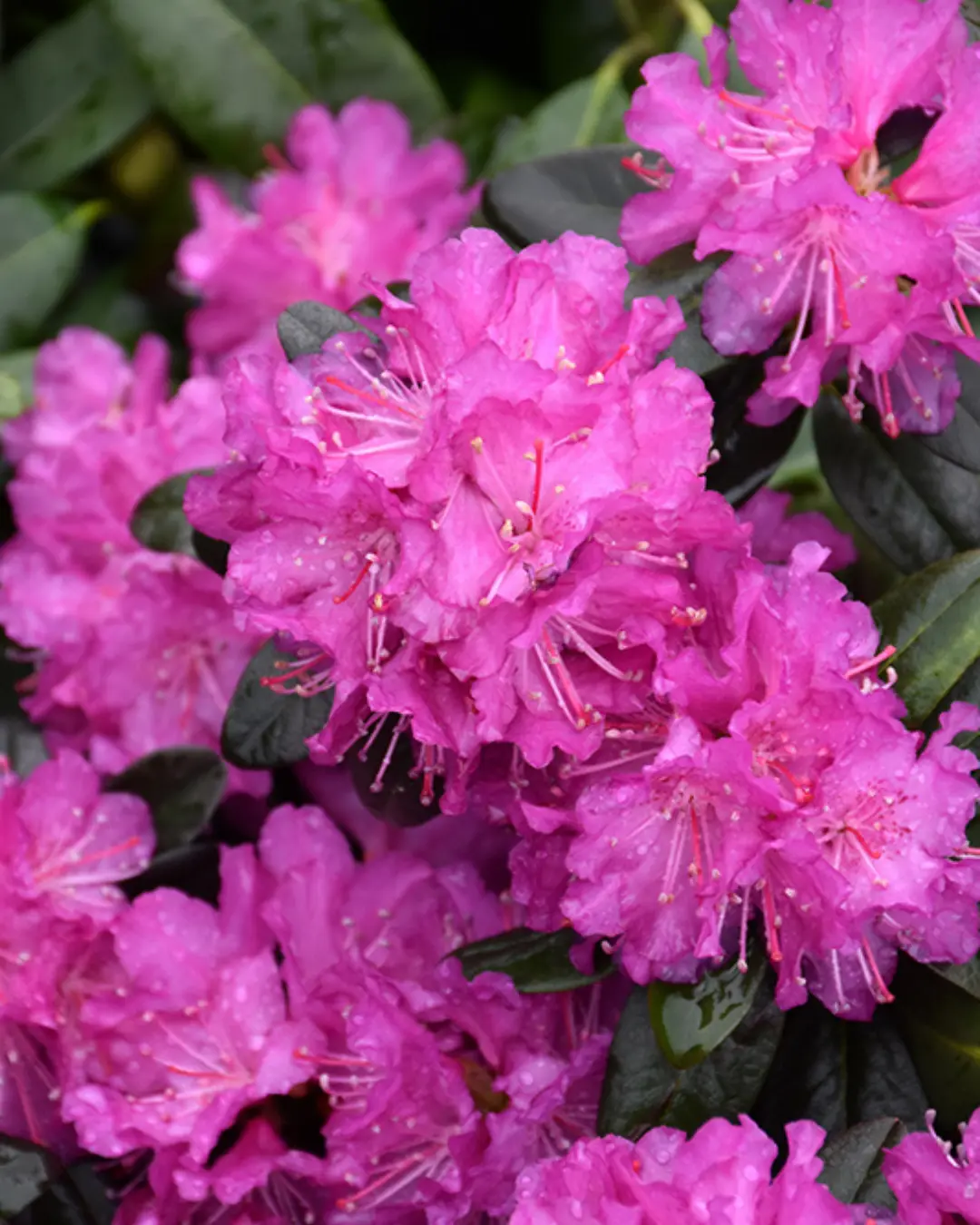 Rhododendron 'Pjm Elite Star' #3C 1
