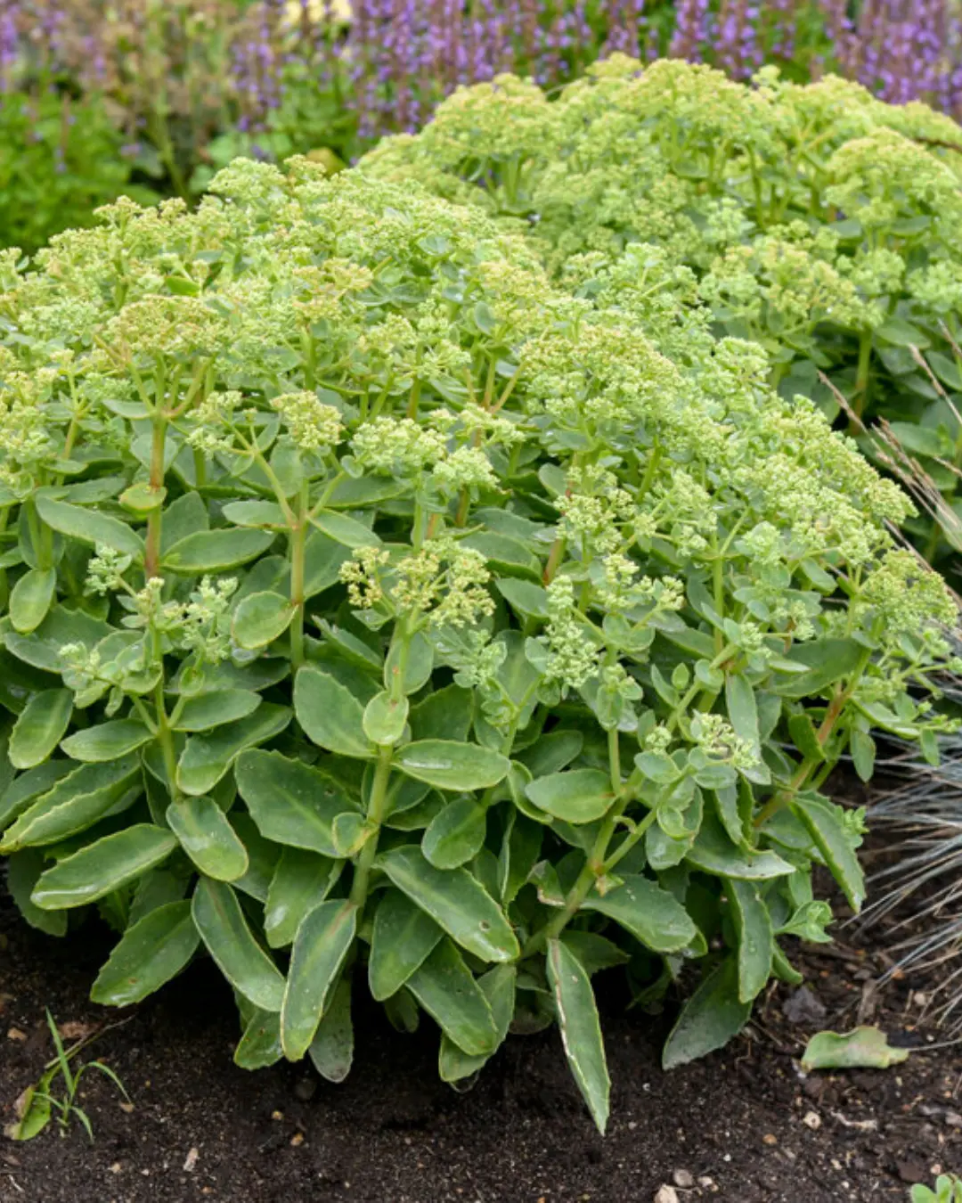 Sedum  Rock 'N Grow® Lemonjade #1 1