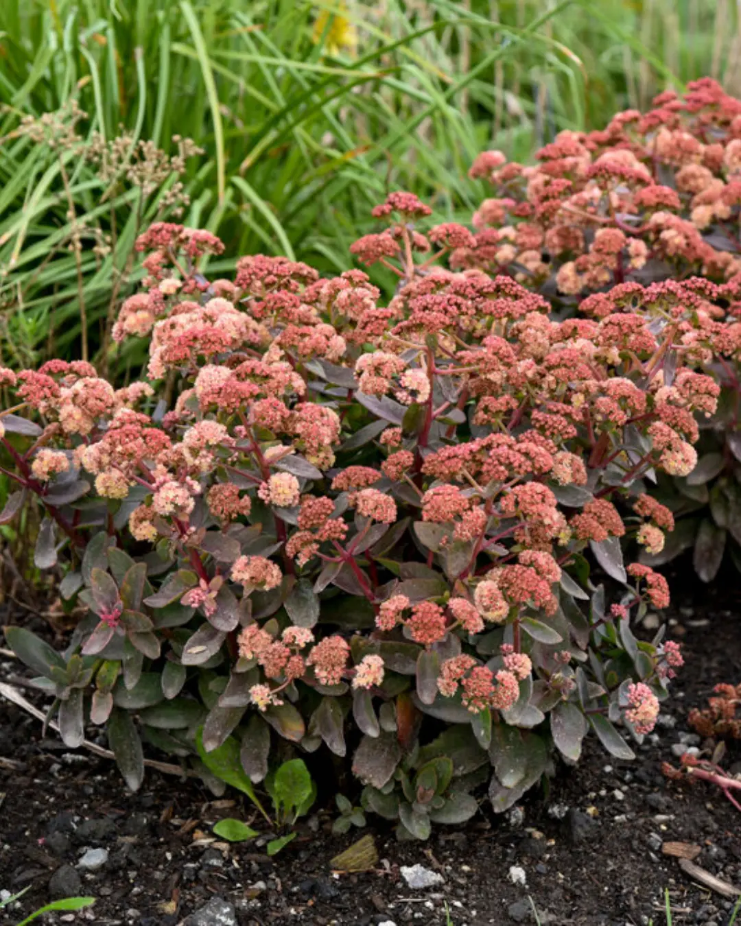Sedum  Rock 'N Grow® Tiramisu 1