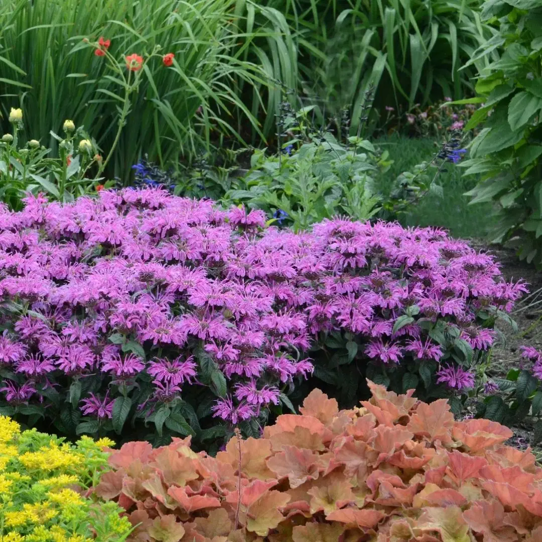 Monarda  Leading Lady® Plum #1 1