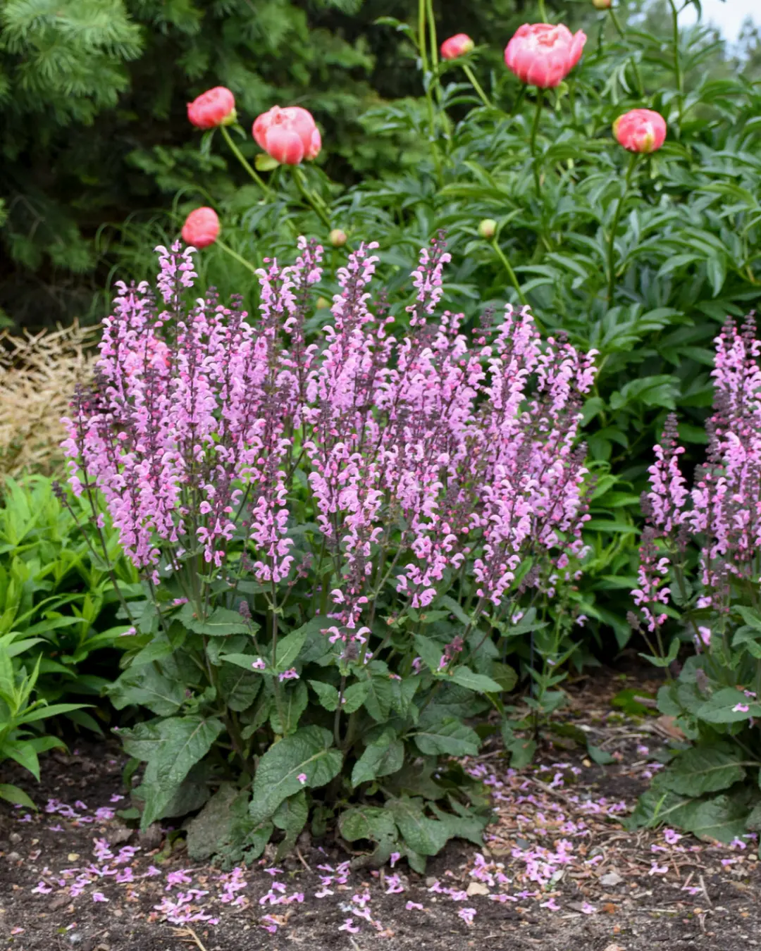 Salvia  Color Spires® Pink Dawn #1 1