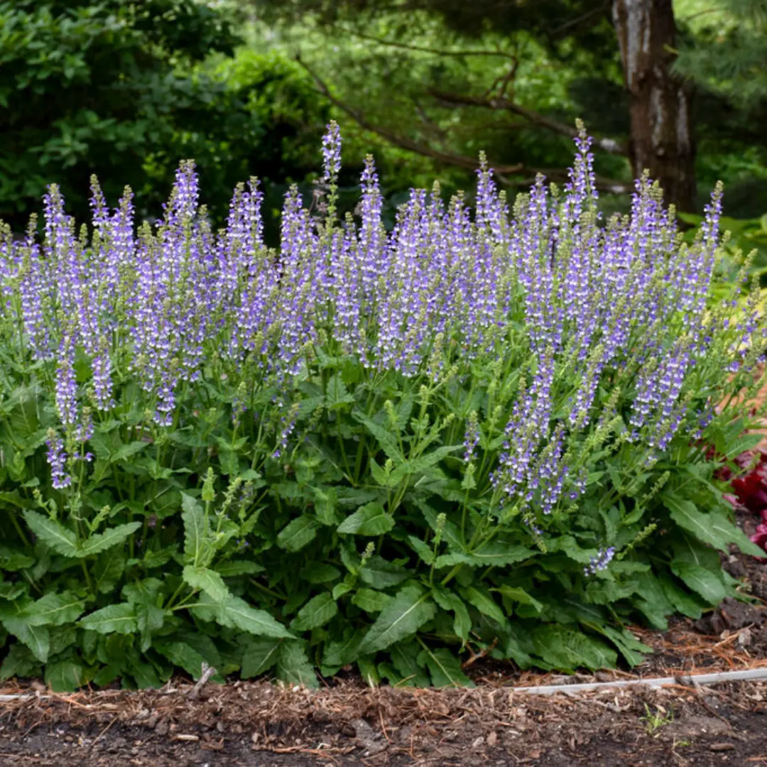 Salvia  Color Spires® Azure Snow #1 1