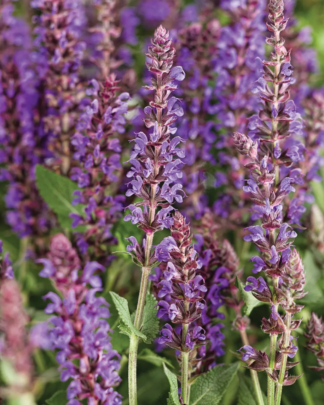 Salvia  Color Spires® Violet Riot #2 1