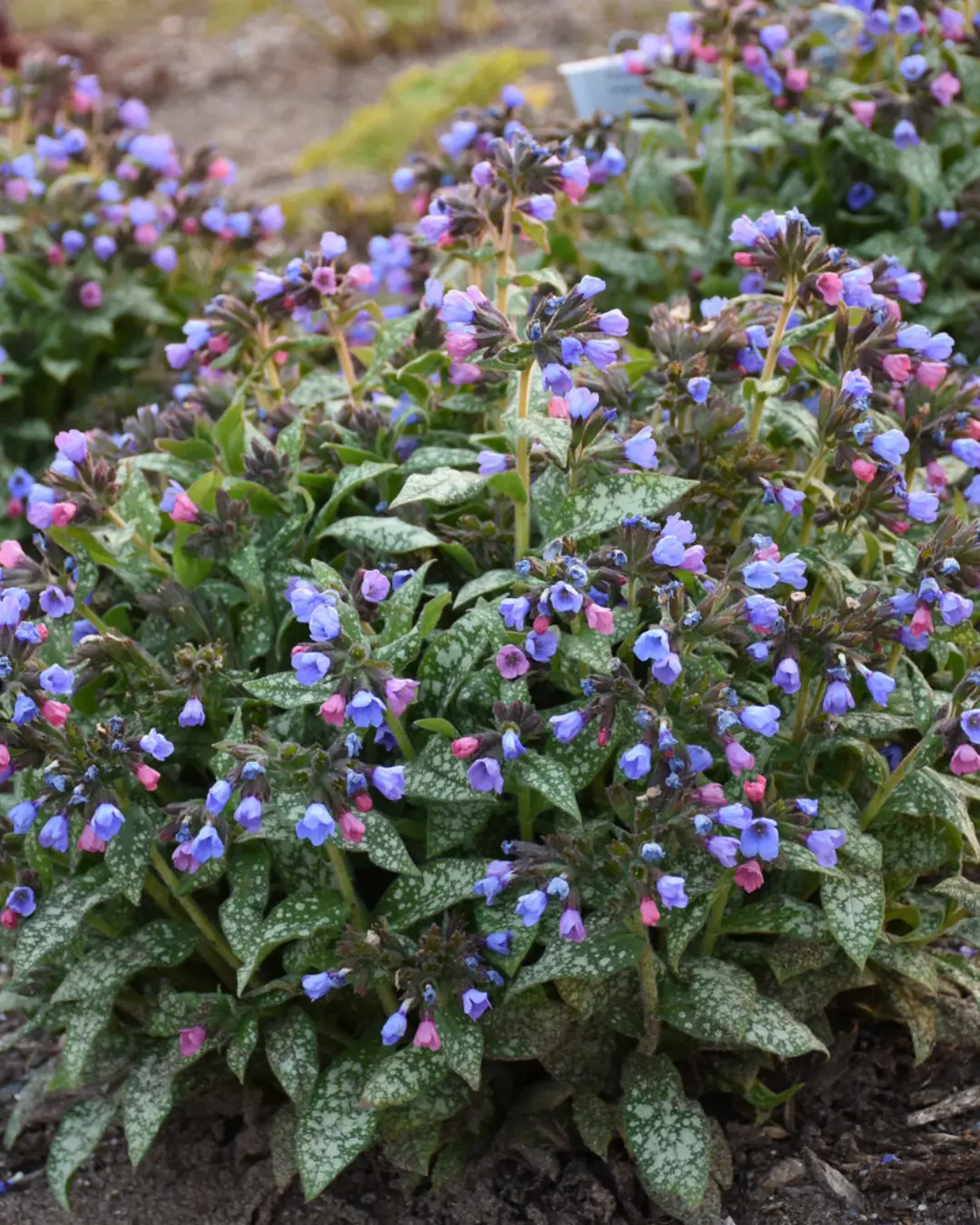 Pulmonaria Pink-A-Blue Pw #1 1