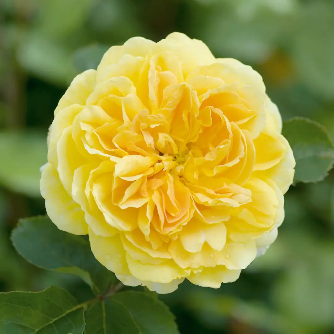 Rose Tree 36" Molineux™ #5 Da 1