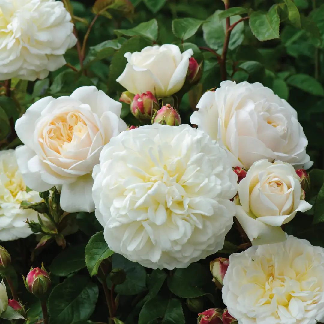 Rose Tree 36" Tranquillity #25063 #5 Da 1