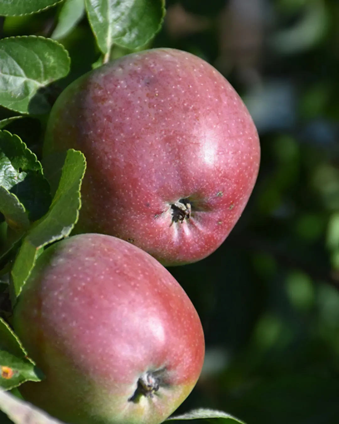 Apple Semi-Dwarf Spartan #5 1