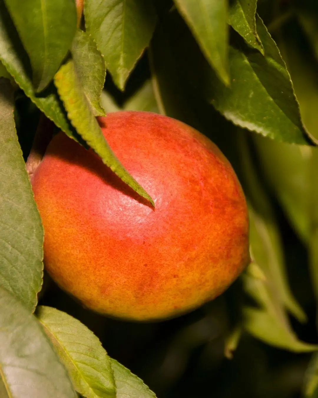 Fantasia Nectarine #7 1